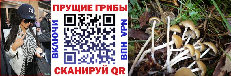Купить где  Краснознаменск  Галлюциногенные грибы MAGIC MUSHROOMS 